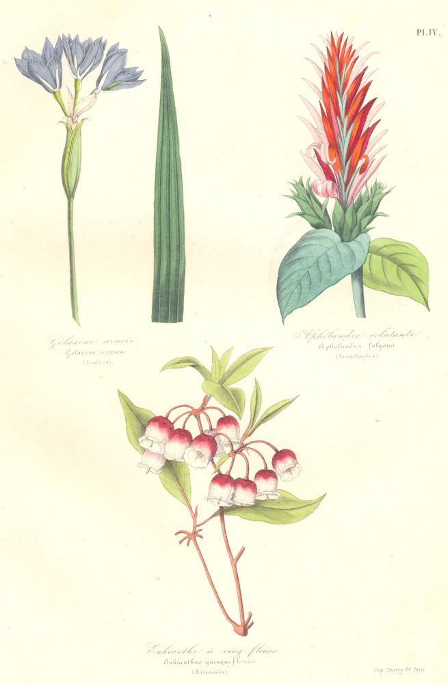 BOTANICALS. Gelasine azurea; Aphelandra fulgeus; Enkianthus quingueflorus 1852